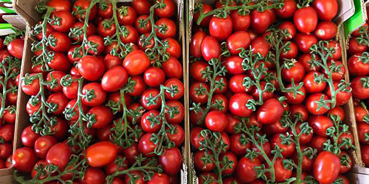 Pixel da sogno:  2,50 €/kg in campagna
